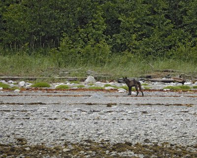 Wolf-070510-Across from Klotz Hills, Glacier Bay NP, AK-#0131.jpg