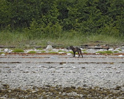Wolf-070510-Across from Klotz Hills, Glacier Bay NP, AK-#0132.jpg