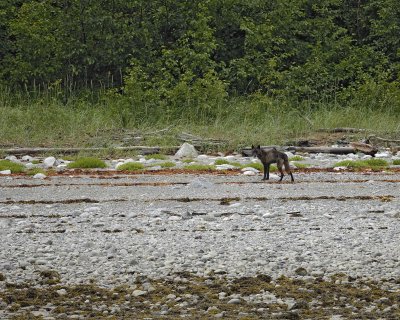 Wolf-070510-Across from Klotz Hills, Glacier Bay NP, AK-#0133.jpg