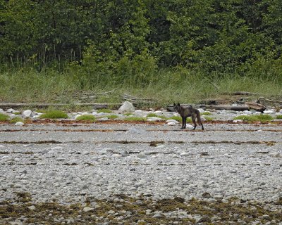 Wolf-070510-Across from Klotz Hills, Glacier Bay NP, AK-#0136.jpg