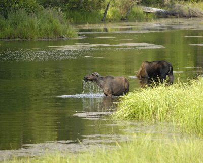 Moose, Cow, 2, water feeding-071110-Chena Hot Springs Road, AK-#0345.jpg