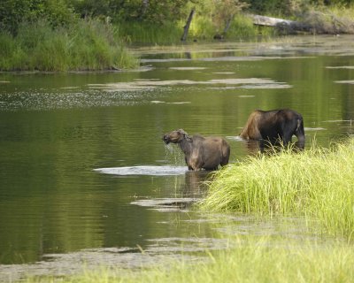 Moose, Cow, 2, water feeding-071110-Chena Hot Springs Road, AK-#0347.jpg