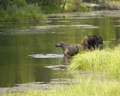 Moose, Cow, 2, water feeding-071110-Chena Hot Springs Road, AK-#0350.jpg