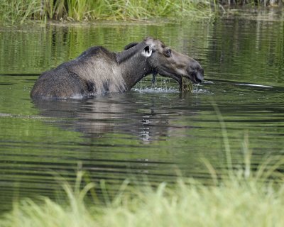 Moose, Cow, water feeding-071110-Chena Hot Springs Road, AK-#0619.jpg