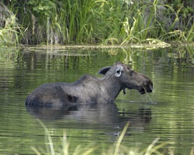 Moose, Cow, water feeding-071110-Chena Hot Springs Road, AK-#0681.jpg