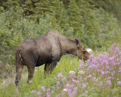 July 2010 Trip - Denali National Park & Chena River Hot Springs, AK