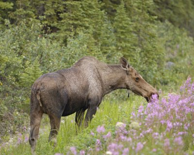 Moose, Cow-071010-Denali Park Road, Denali NP, AK-#0024.jpg
