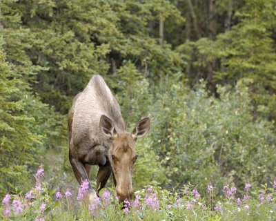 Moose, Cow-071010-Denali Park Road, Denali NP, AK-#0102.jpg
