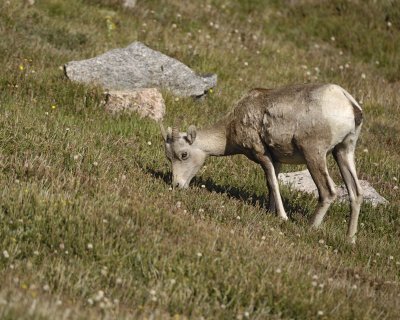 Sheep, Rocky Mountain, Ewe-081710-Mt Evans, CO-#0949.jpg