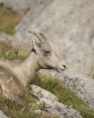 Sheep, Rocky Mountain, Ewe-081710-Mt Evans, CO-#1211.jpg