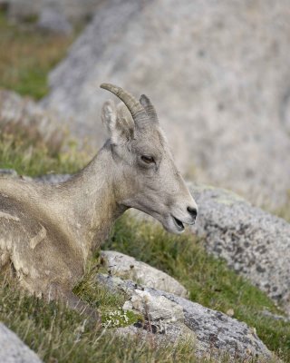 Sheep, Rocky Mountain, Ewe-081710-Mt Evans, CO-#1216.jpg
