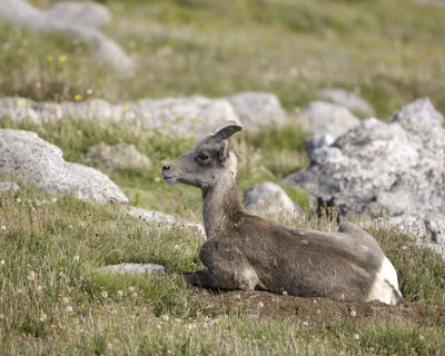 Sheep, Rocky Mountain, Lamb-081710-Mt Evans, CO-#0939.jpg