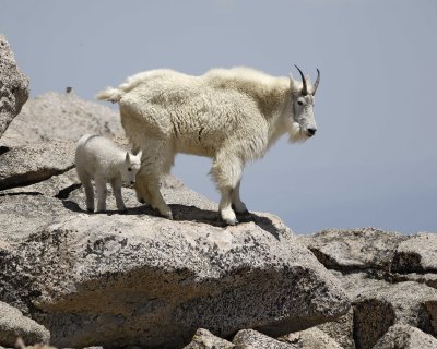 Goat, Mountain, Doe & Kid-062310-Mt Evans, CO-#0457.jpg