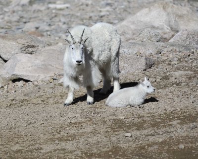 Goat, Mountain, Doe & Kid-062410-Mt Evans, CO-#1036.jpg