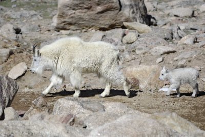 Goat, Mountain, Doe & Kid-062410-Mt Evans, CO-#1057.jpg