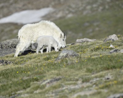 Goat, Mountain, Doe & Kid-062410-Summit Lake, Mt Evans, CO-#0390.jpg