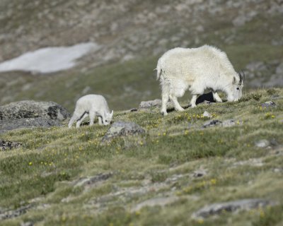 Goat, Mountain, Doe & Kid-062410-Summit Lake, Mt Evans, CO-#0394.jpg