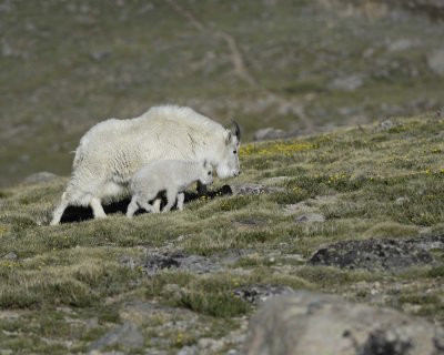 Goat, Mountain, Doe & Kid-062410-Summit Lake, Mt Evans, CO-#0439.jpg