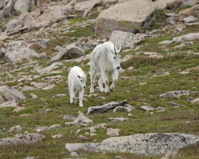 Goat, Mountain, Doe & Kid-081710-Mt Evans, CO-#0593.jpg