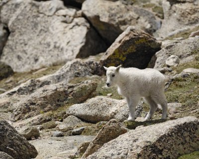 Goat, Mountain, Kid-062310-Mt Evans, CO-#0580.jpg