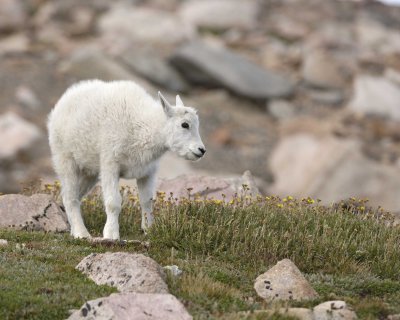 Goat, Mountain, Kid-081710-Mt Evans, CO-#0201.jpg