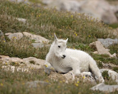 Goat, Mountain, Kid-081710-Mt Evans, CO-#0304.jpg