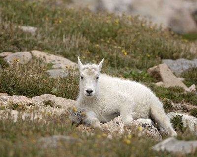 Goat, Mountain, Kid-081710-Mt Evans, CO-#0338.jpg