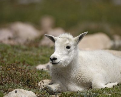 Goat, Mountain, Kid-081710-Mt Evans, CO-#0451.jpg