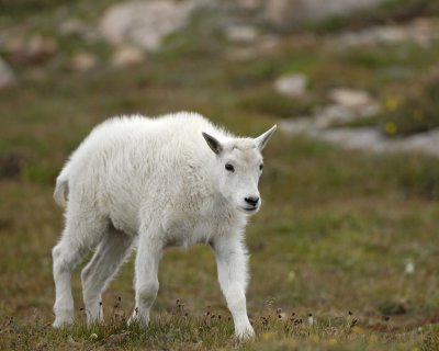 Goat, Mountain, Kid-081710-Mt Evans, CO-#0599.jpg