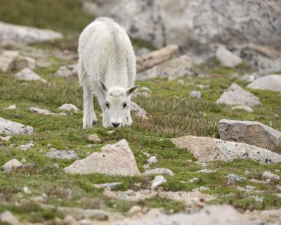 Goat, Mountain, Kid-081710-Mt Evans, CO-#0605.jpg