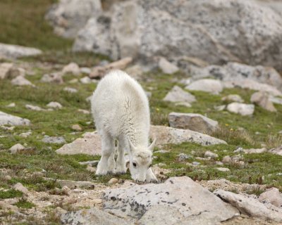 Goat, Mountain, Kid-081710-Mt Evans, CO-#0628.jpg
