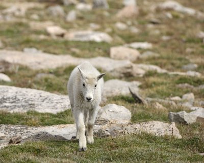 Goat, Mountain, Kid-081710-Mt Evans, CO-#0640.jpg