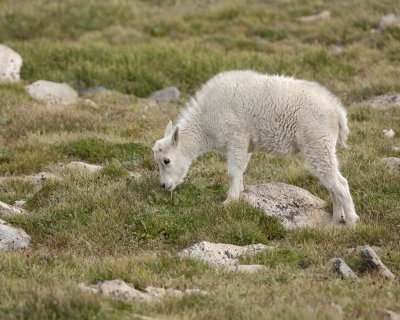 Goat, Mountain, Kid-081710-Mt Evans, CO-#0659.jpg