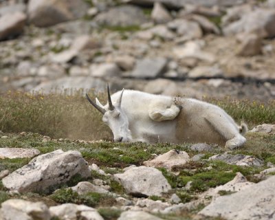 Goat, Mountain, kicking dirt on back-081710-Mt Evans, CO-#0231.jpg
