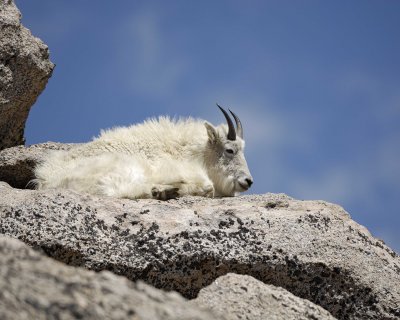 Goat, Mountain-062310-Mt Evans, CO-#0166.jpg