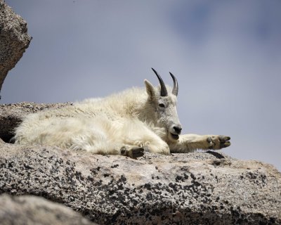 Goat, Mountain-062310-Mt Evans, CO-#0238.jpg