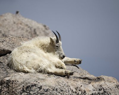 Goat, Mountain-062310-Mt Evans, CO-#0249.jpg
