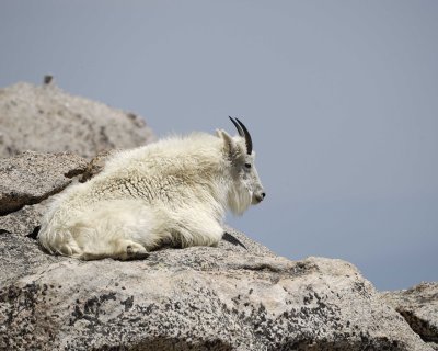 Goat, Mountain-062310-Mt Evans, CO-#0426.jpg
