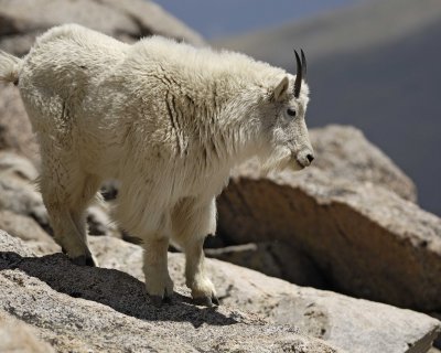 Goat, Mountain-062310-Mt Evans, CO-#0494.jpg