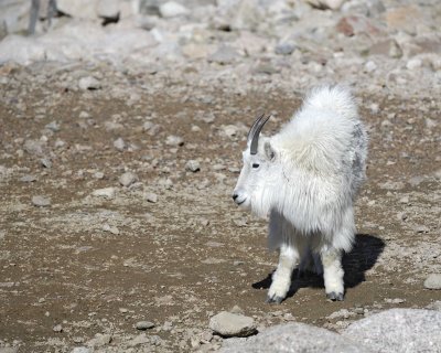 Goat, Mountain-062410-Mt Evans, CO-#0902.jpg