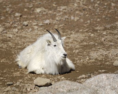 Goat, Mountain-062410-Mt Evans, CO-#0958.jpg