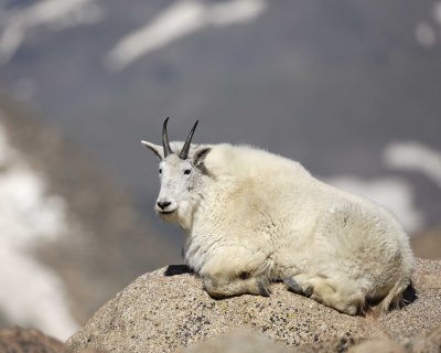 Goat, Mountain-062410-Mt Evans, CO-#1119.jpg