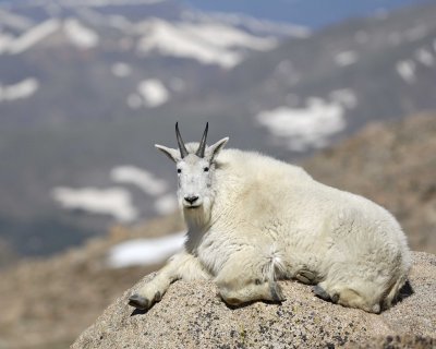 Goat, Mountain-062410-Mt Evans, CO-#1225.jpg