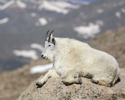 Goat, Mountain-062410-Mt Evans, CO-#1243.jpg