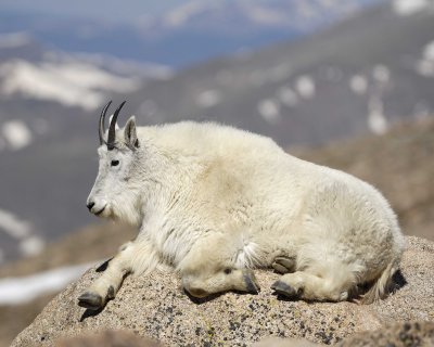 Goat, Mountain-062410-Mt Evans, CO-#1339.jpg