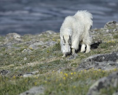 Goat, Mountain-062410-Summit Lake, Mt Evans, CO-#0273.jpg