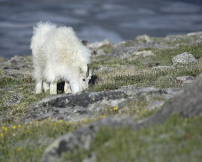 Goat, Mountain-062410-Summit Lake, Mt Evans, CO-#0286.jpg