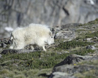 Goat, Mountain-062410-Summit Lake, Mt Evans, CO-#0310.jpg