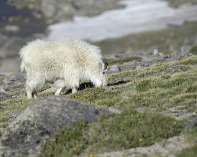 Goat, Mountain-062410-Summit Lake, Mt Evans, CO-#0359.jpg