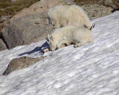 Goat, Mountain-062410-Summit Lake, Mt Evans, CO-#0477.jpg